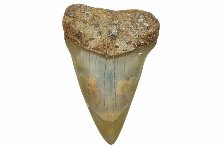 Fossil Broad-Toothed Mako Shark Tooth - North Carolina #257380